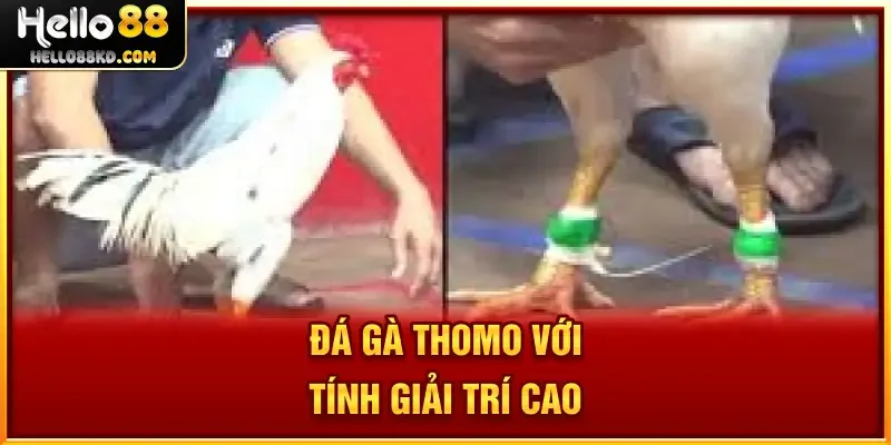 Đá Gà Thomo với tính giải trí cao