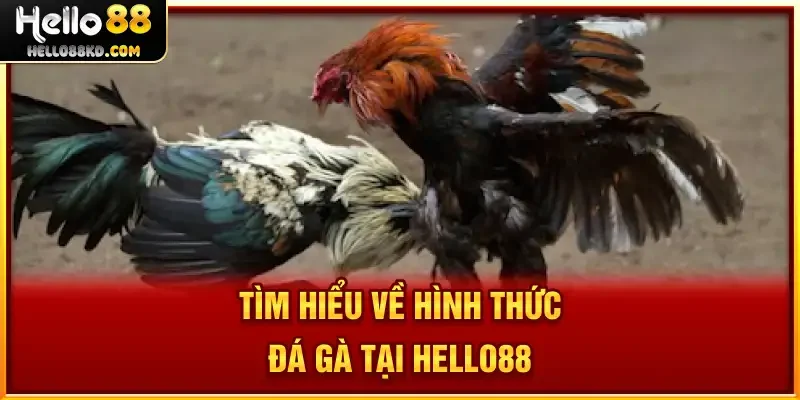 Tìm hiểu về hình thức đá gà tại HELLO88