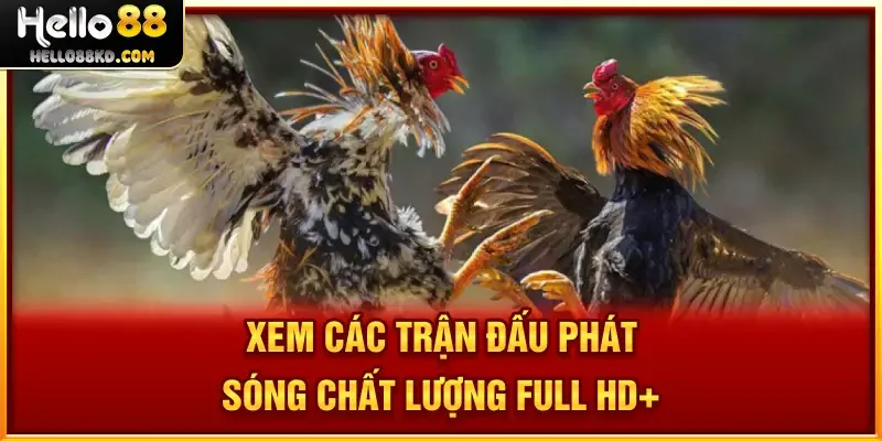 Xem các trận đấu phát sóng chất lượng full HD+